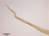 灰羽苔藏品圖，第15張